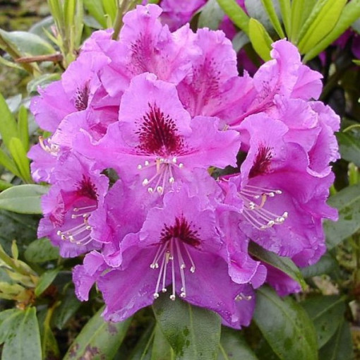 Rododendrs (Azālija) Rasputin P9/C1