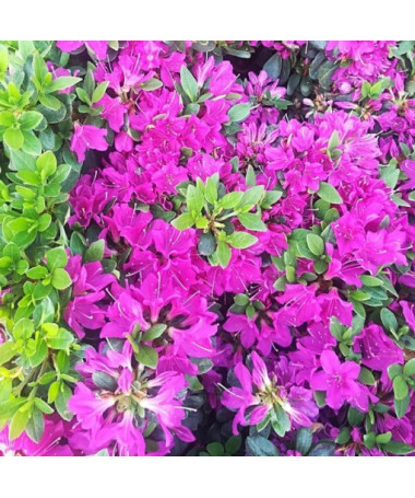 Rododendrs (Azālija) 'Purpurtraum' P9/C1