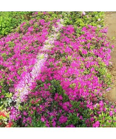 Rododendrs (Azālija) 'Purpurtraum' P9/C1