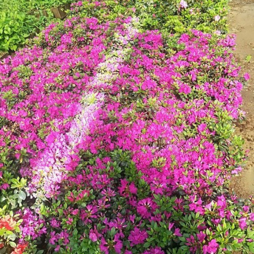 Rododendrs (Azālija) 'Purpurtraum' P9/C1