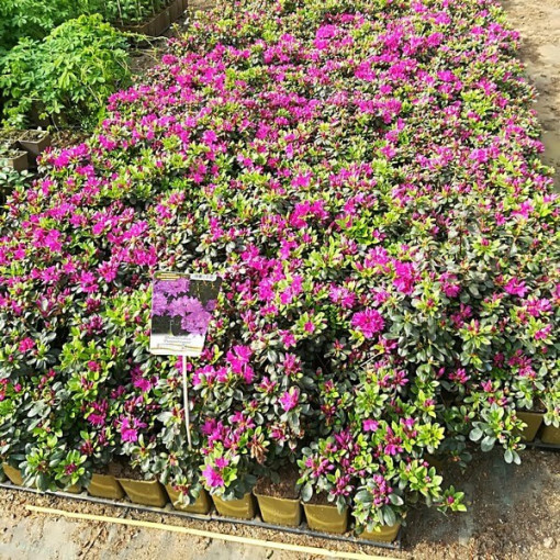 Rododendrs (Azālija) 'Purpurtraum' P9/C1