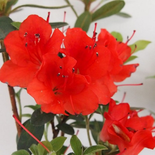 Rododendrs (Azālija) Purpurkissen P9/C1