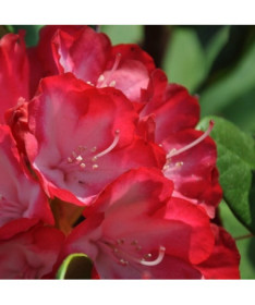 Rododendrons (Azālija) Prinz Karneval P9/C1