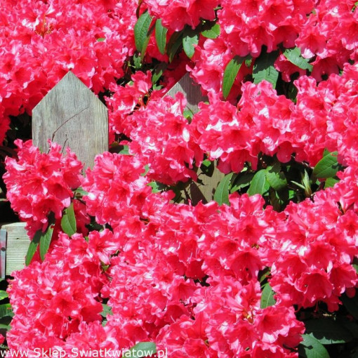 Rododendrons (Azālija) Prinz Karneval P9/C1