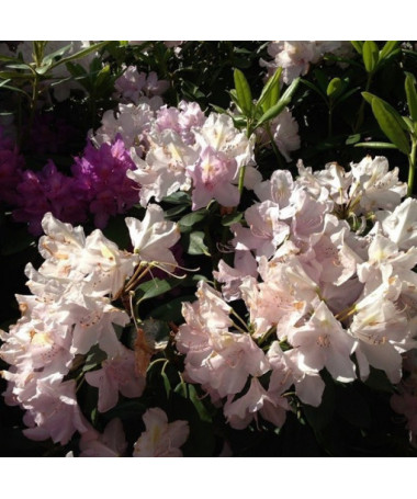 Rododendrons (Azālija) Polaris P9/C1