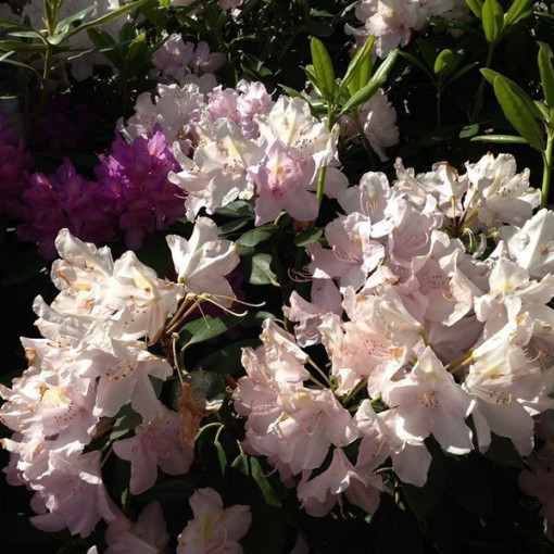 Rododendrons (Azālija) Polaris P9/C1