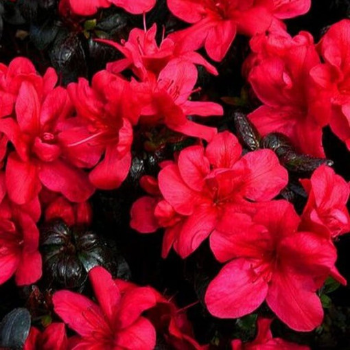 Rododendrons (Azālija) 'Marushka' P9/C1