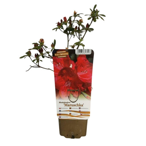 Rododendrons (Azālija) 'Marushka' P9/C1