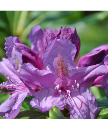 Rododendrons (Azālija) Lee's Dark Purple P9/C1