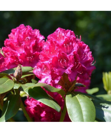 Rododendrons (Azālija) 'Kermesina Rose' P9/C1