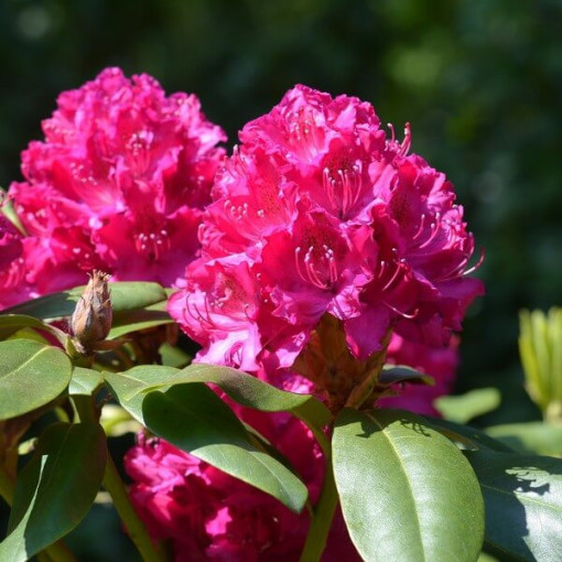 Rododendrons (Azālija) 'Kermesina Rose' P9/C1