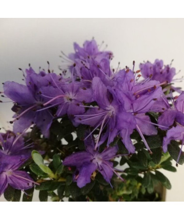 Rododendrons (Azālija) 'Impeditum' P9/C1