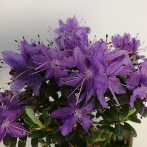 Rododendrons (Azālija) 'Impeditum' P9/C1