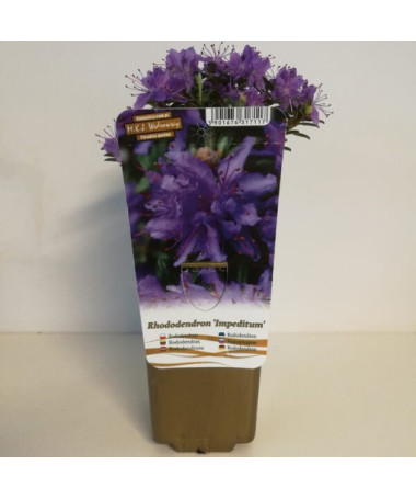 Rododendrons (Azālija) 'Impeditum' P9/C1