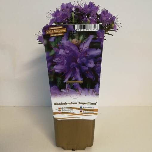 Rododendrons (Azālija) 'Impeditum' P9/C1