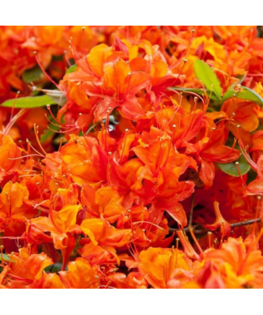 Rododendrons (Azālija) Hotspur Red P9/C1