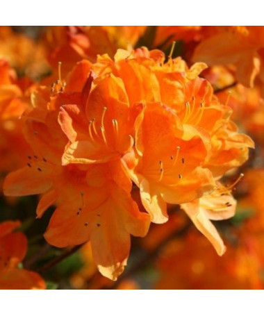 Rododendrons (Azālija) Golden Eagle P9/C1