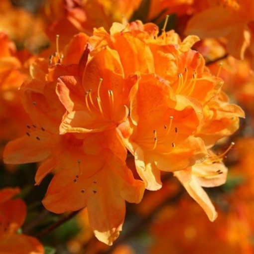 Rododendrons (Azālija) Golden Eagle P9/C1