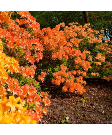 Rododendrons (Azālija) Golden Eagle P9/C1
