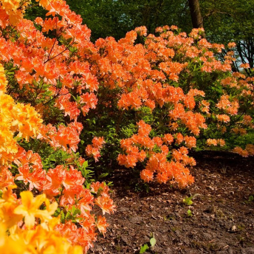 Rododendrons (Azālija) Golden Eagle P9/C1