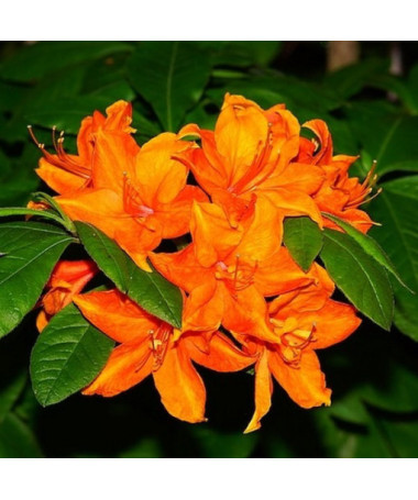 Rododendrons (Azālija) Fireball P9/C1