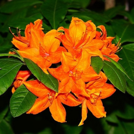 Rododendrons (Azālija) Fireball P9/C1