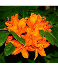 Rododendrons (Azālija) Fireball P9/C1