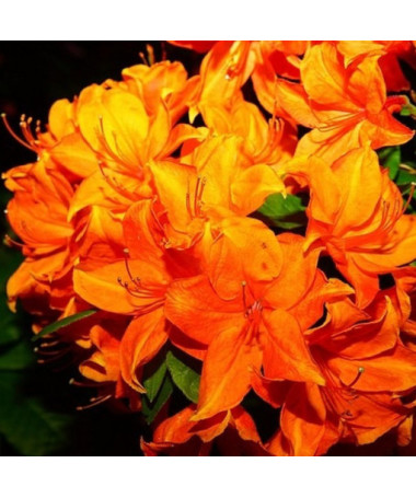 Rododendrons (Azālija) Fireball P9/C1