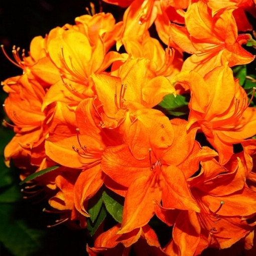 Rododendrons (Azālija) Fireball P9/C1