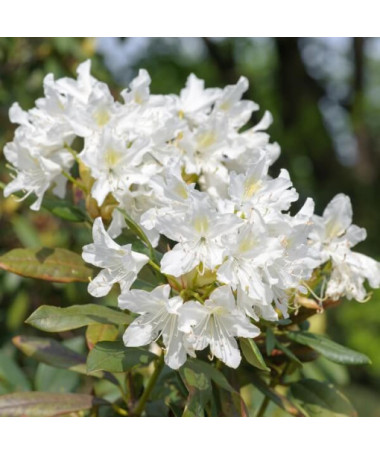 Rododendrs (Azālija) Cunningham's White pods, 2L