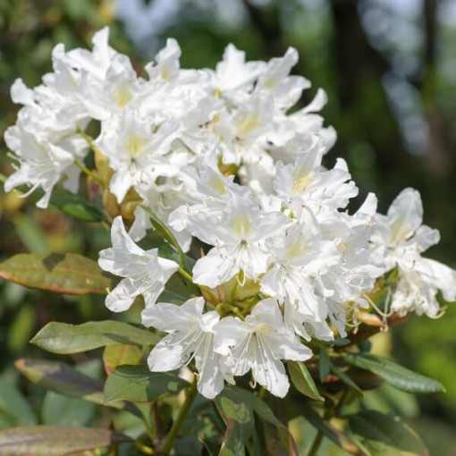 Rododendrs (Azālija) Cunningham's White pods, 2L