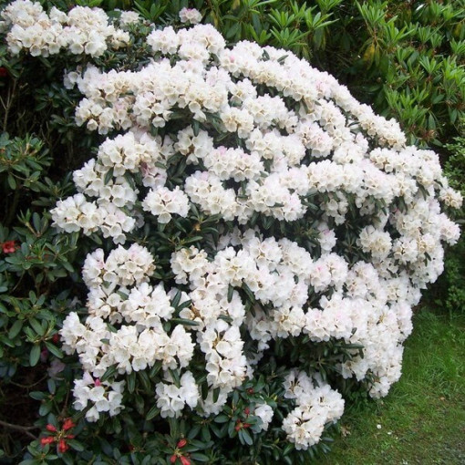 Rododendrs (Azālija) Cunningham's White pods, 2L