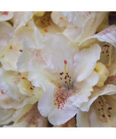 Rododendrons (Azālija) 'Cream Crest' P9/C1