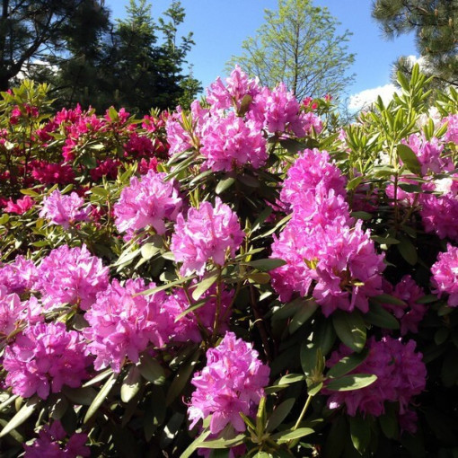 Rododendrons (Azālija) Boursault P9/C1
