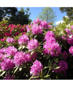Rododendrons (Azālija) Boursault P9/C1