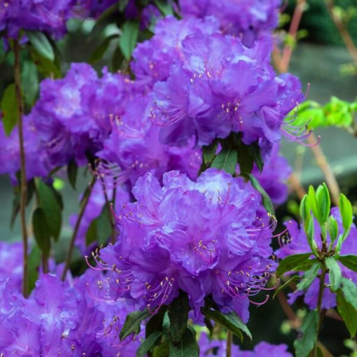 Rododendrons (Azālija) 'Blue Silver' P9/C1