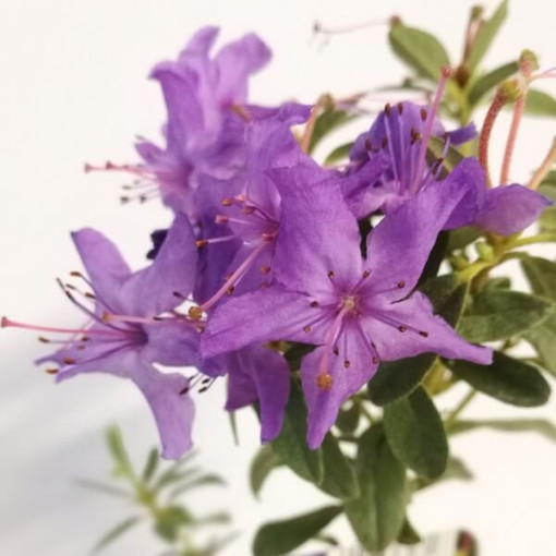 Rododendrons (Azālija) 'Blue Silver' P9/C1