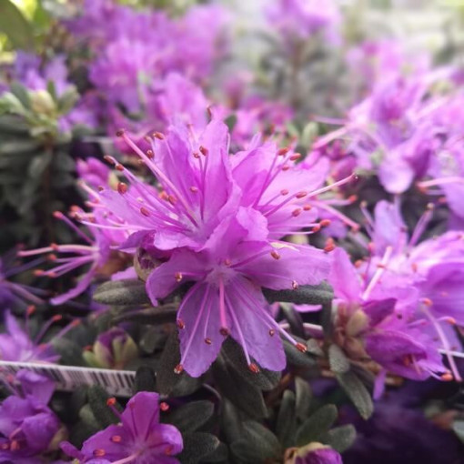 Rododendrons (Azālija) 'Blue Silver' P9/C1
