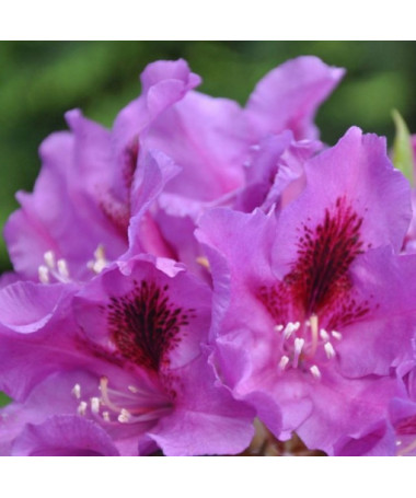 Rododendrons (Azālija) Azurro P9/C1