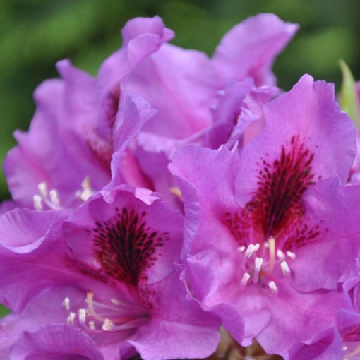 Rododendrons (Azālija) Azurro P9/C1