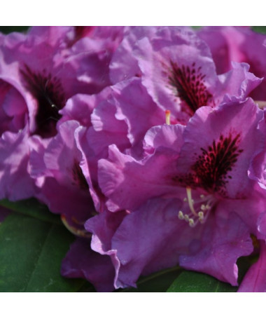 Rododendrons (Azālija) Azurro P9/C1