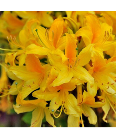 Rododendrons (Azālija) Anneke P9/C1