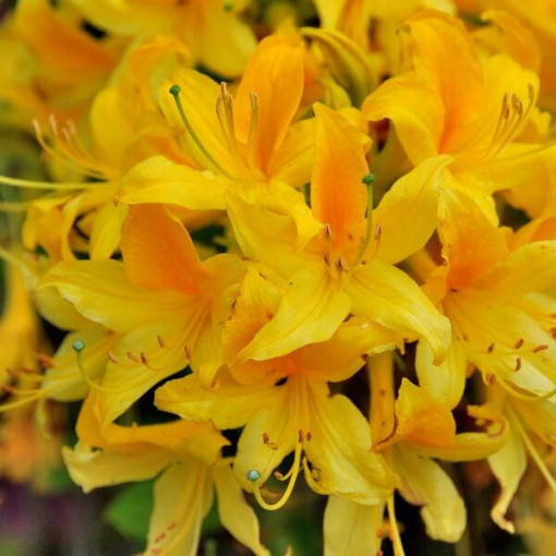 Rododendrons (Azālija) Anneke P9/C1