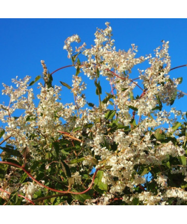 Auberta vītols P9/C1