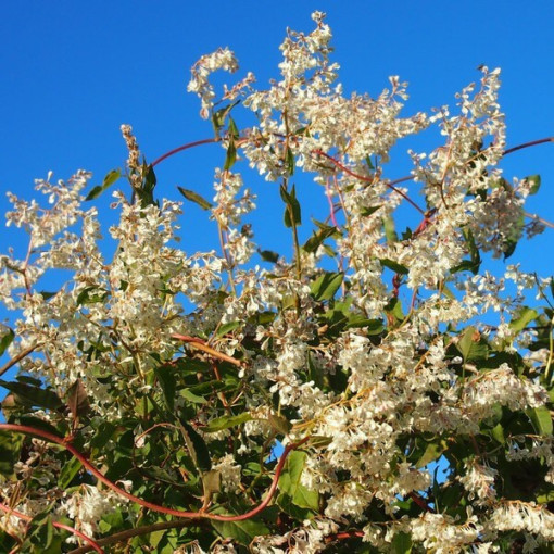 Auberta vītols P9/C1