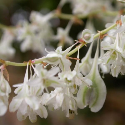 Auberta vītols P9/C1