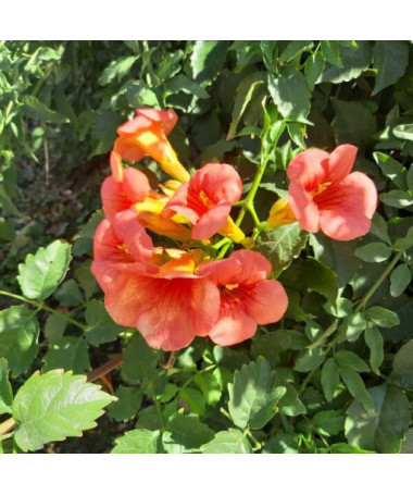 Amerikāņu trompe, 2l