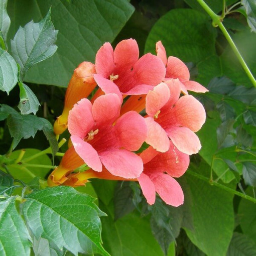 Amerikāņu milina (Campsis radicans) P9/C1