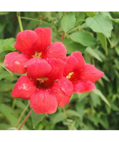 Amerikāņu milina (Campsis radicans) P9/C1