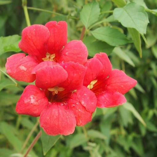 Amerikāņu milina (Campsis radicans) P9/C1
